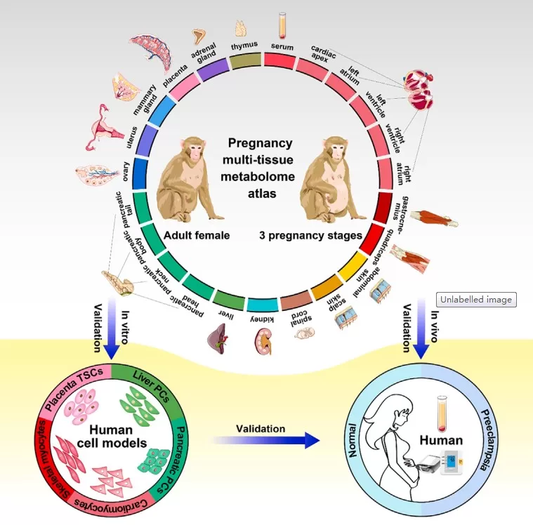 A multi-tissue metabolome atlas of primate pregnancy